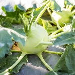 Kohlrabi: Understanding The Unique Flavor, Nutrition, And Top Benefits